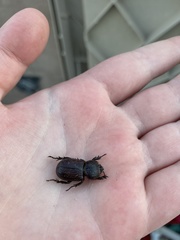 Hemiphileurus illatus