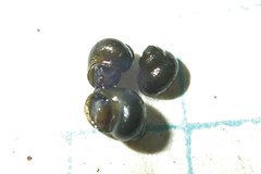 Fluminicola turbiniformis