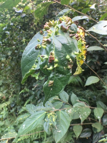 Ficus irisana iNat (3)