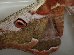 Saturnia jonasii jonasii
