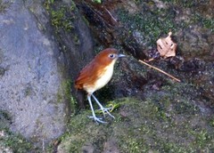 Grallaria flavotincta