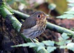 Grallaricula flavirostris