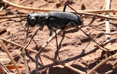 Cicindela obsoleta