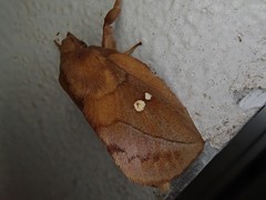 Euthrix albomaculata directa