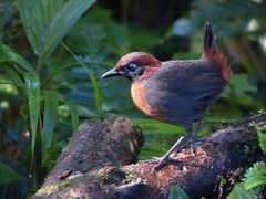 Formicarius rufipectus