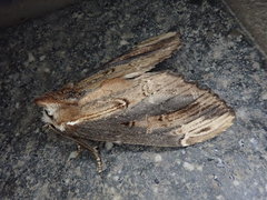 Hexafrenum leucodera