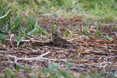 Passerella iliaca annectens