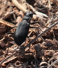 Cicindela obsoleta