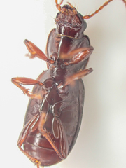 Pterostichus marinensis