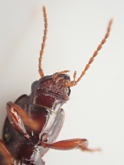 Pterostichus marinensis