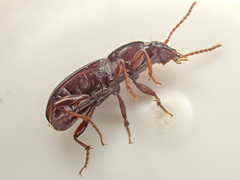 Pterostichus marinensis