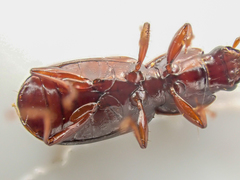 Pterostichus marinensis