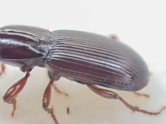 Pterostichus marinensis