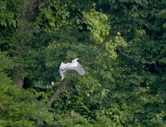 Ardea herodias