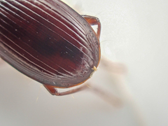 Pterostichus marinensis