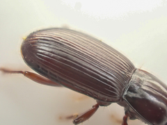 Pterostichus marinensis