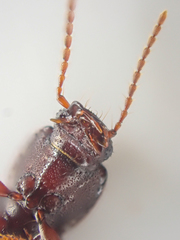 Pterostichus marinensis