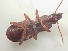 Pterostichus marinensis