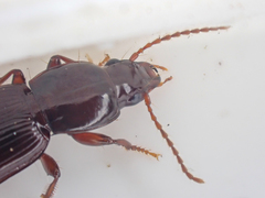 Pterostichus marinensis