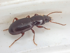Pterostichus marinensis