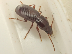 Pterostichus marinensis