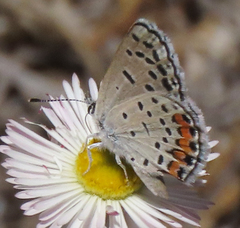 Icaricia lupini texanus