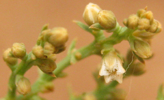Thesium