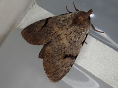 Lophocosma sarantuja