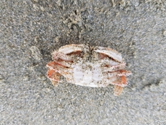Nectocarcinus antarcticus