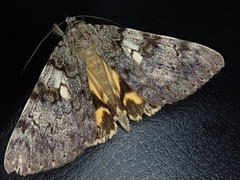 Catocala nubila