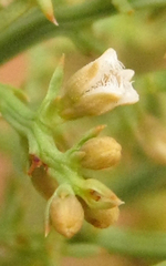 Thesium