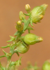 Thesium