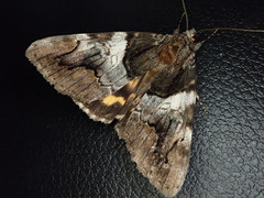 Catocala deuteronympha omphale