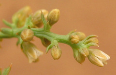 Thesium
