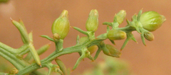 Thesium