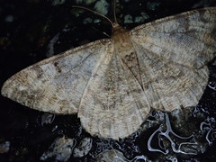 Duliophyle majuscularia