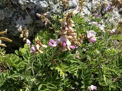 Tephrosia nicaraguensis