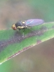 Liriomyza flavocentralis