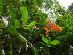 Palicourea triphylla