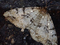 Duliophyle majuscularia