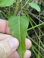 Leichhardtia fraseri