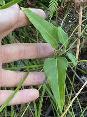 Leichhardtia fraseri
