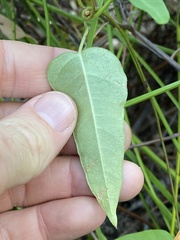 Leichhardtia fraseri