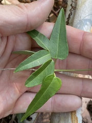 Leichhardtia fraseri