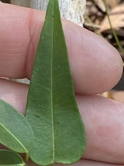 Leichhardtia fraseri