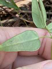 Leichhardtia fraseri