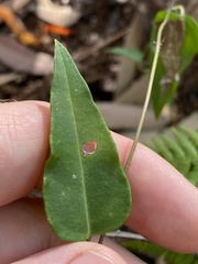 Leichhardtia fraseri