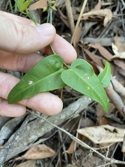 Leichhardtia fraseri