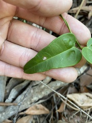 Leichhardtia fraseri