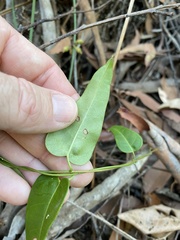 Leichhardtia fraseri